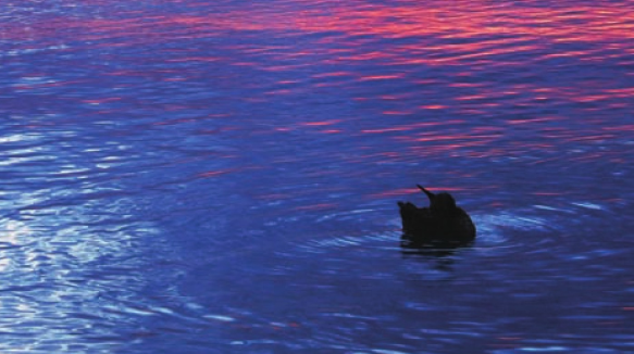 「世界国家地理百科」终年刺骨的水——科莫湖插图4 「世界国家地理百科」终年刺骨的水——科莫湖