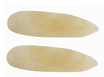 「彩泥制作教程」大象两篇插图4 「彩泥制作教程」大象两篇