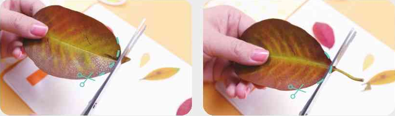 「树叶画手工贴画」大头鸟树叶画的简单做法插图2 「树叶画手工贴画」大头鸟树叶画的简单做法