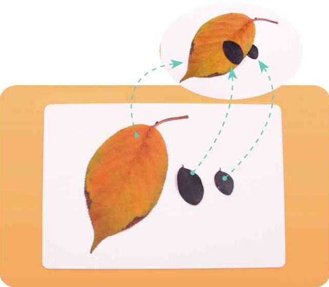 「树叶画手工贴画」滑板小鸟树叶画的简单做法插图1 「树叶画手工贴画」滑板小鸟树叶画的简单做法