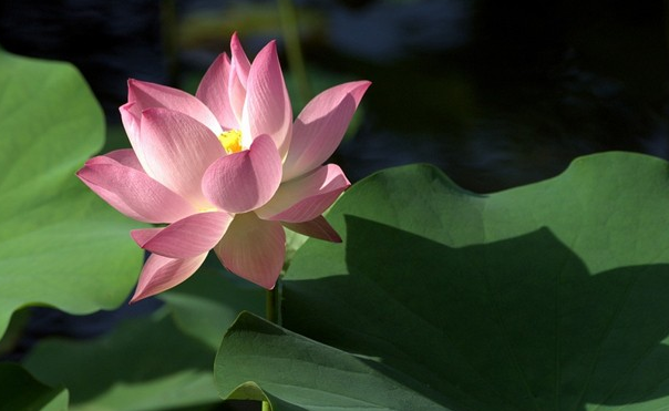 荷花的别称（最美的荷花的十大别称）