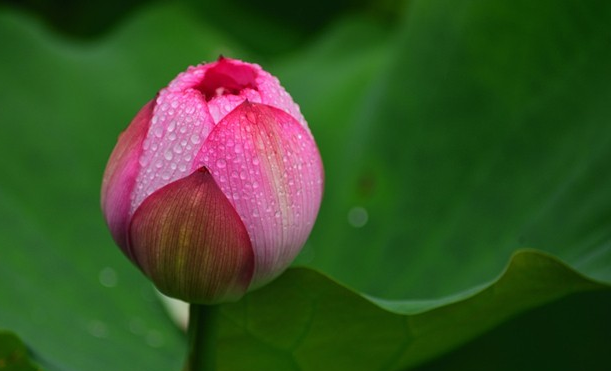 荷花的别称（最美的荷花的十大别称）