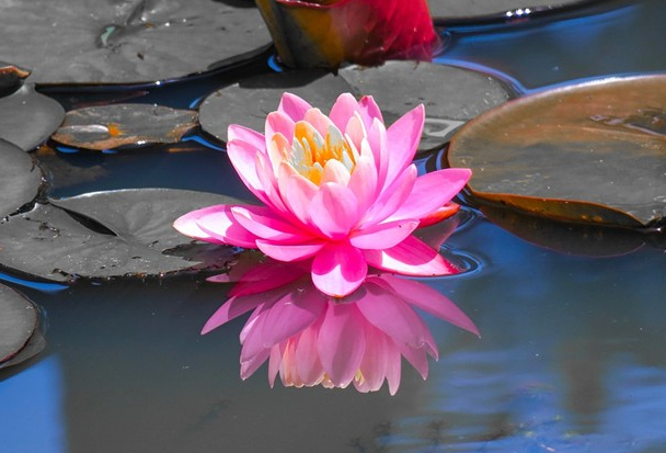 荷花的别称（最美的荷花的十大别称）