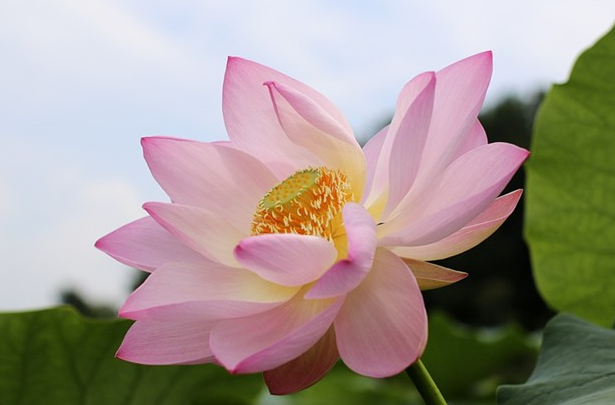 荷花的别称（最美的荷花的十大别称）