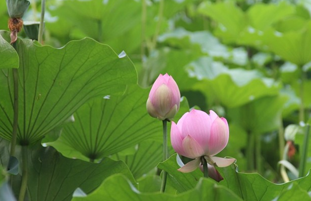 荷花的别称（最美的荷花的十大别称）