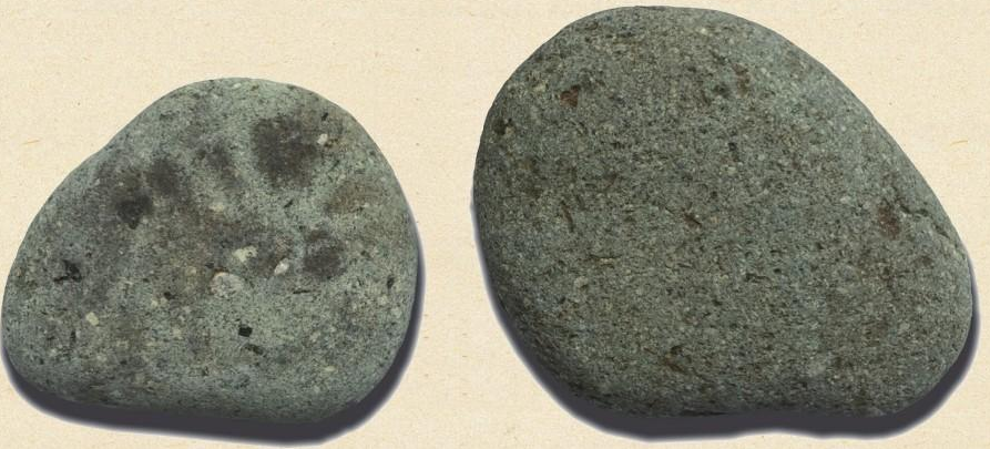 「石头画教程」海豹母子