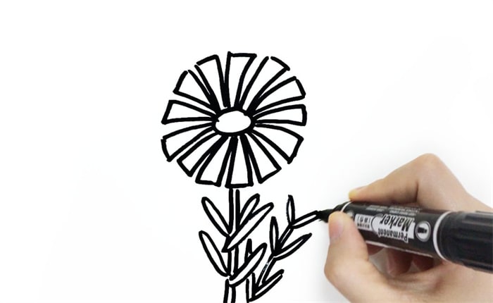 野菊花简笔画怎么画简单又漂亮?野菊花简笔画图片(附详细步骤、教程)插图3 野菊花简笔画怎么画简单又漂亮?野菊花简笔画图片(附详细步骤、教程)