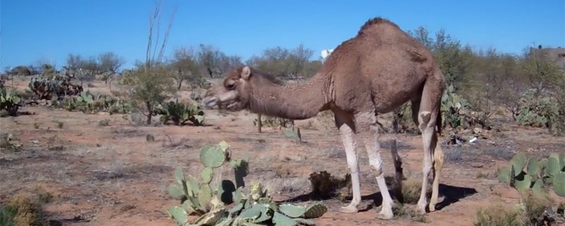 趣味动物问答：骆驼吃仙人掌不怕刺是真的吗?