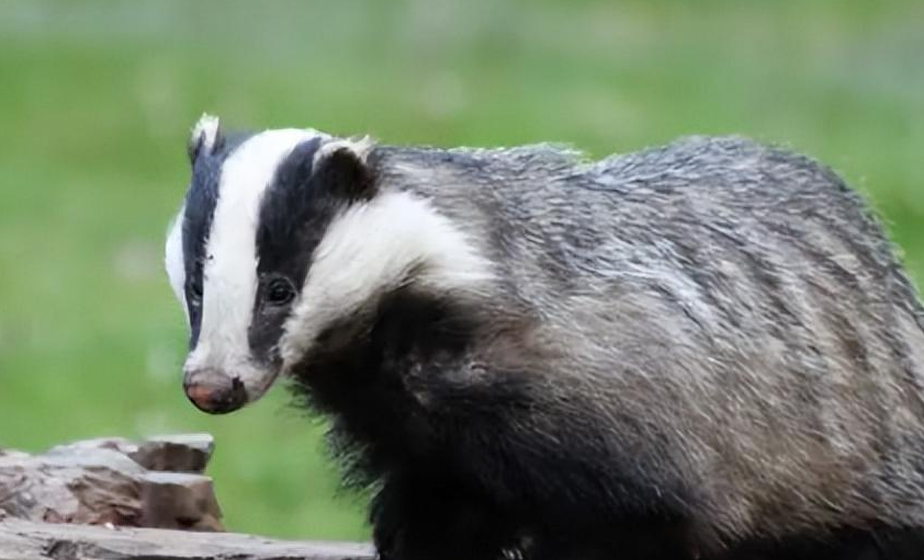 犽怎么读？犽的读音和意思