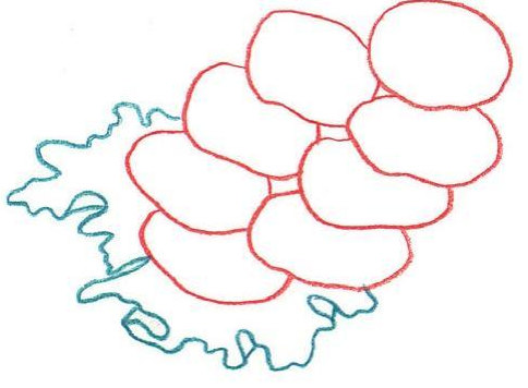 「美食简笔画:色铅笔画」鱿鱼圈怎么画(涂色)插图1 「美食简笔画:色铅笔画」鱿鱼圈怎么画(涂色)