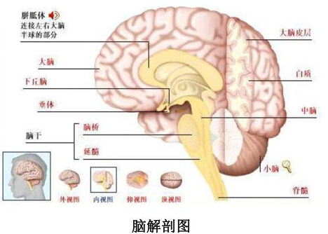 「人体奥秘百科」人的智慧从哪里来插图1 「人体奥秘百科」人的智慧从哪里来