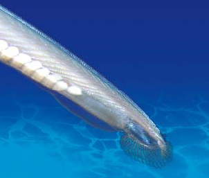 「海洋活化石」文昌鱼