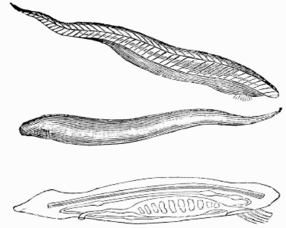 「海洋活化石」文昌鱼
