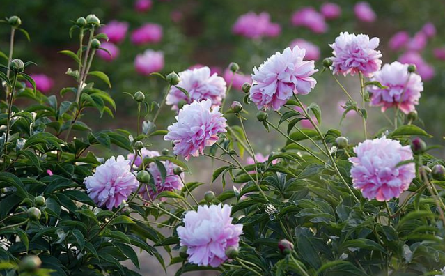 「世界自然地理之最」花卉种类最多的国家插图1 「世界自然地理之最」花卉种类最多的国家