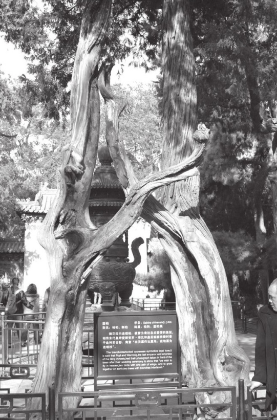 「老北京的名胜古迹」御花园“连理柏”的传说