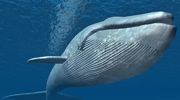 「动物世界之最」最大的哺乳动物是什么