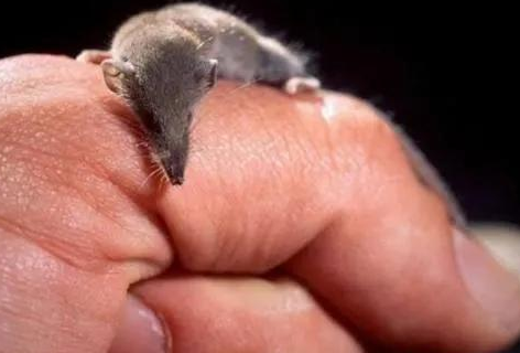 「动物世界之最」最小的陆生哺乳动物是什么