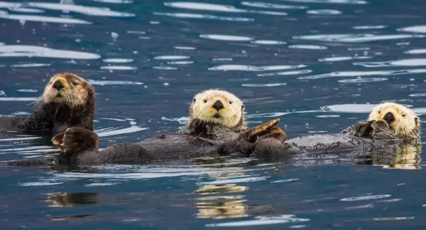 「动物世界之最」海洋中最小的哺乳动物是什么