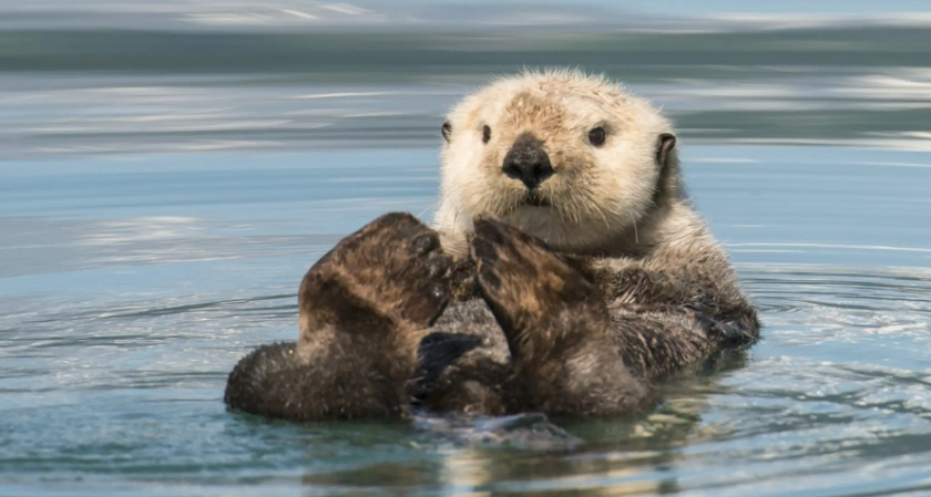 「动物世界之最」海洋中最小的哺乳动物是什么