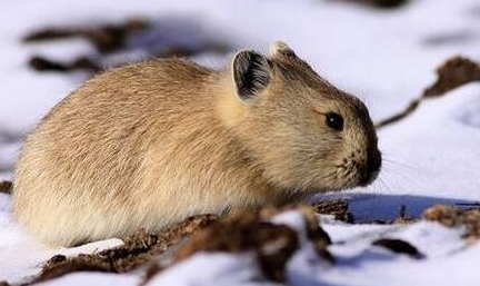 「动物世界之最」妊娠期最长和最短的哺乳动物是什么插图2 「动物世界之最」妊娠期最长和最短的哺乳动物是什么