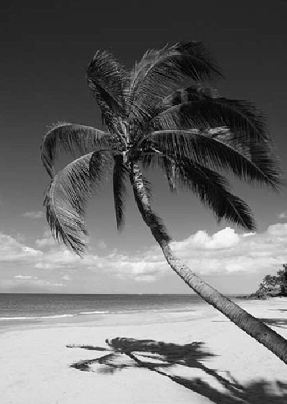 「世界自然地理之最」世界上产椰子最多的国家——菲律宾(椰子之国)插图1 「世界自然地理之最」世界上产椰子最多的国家——菲律宾(椰子之国)