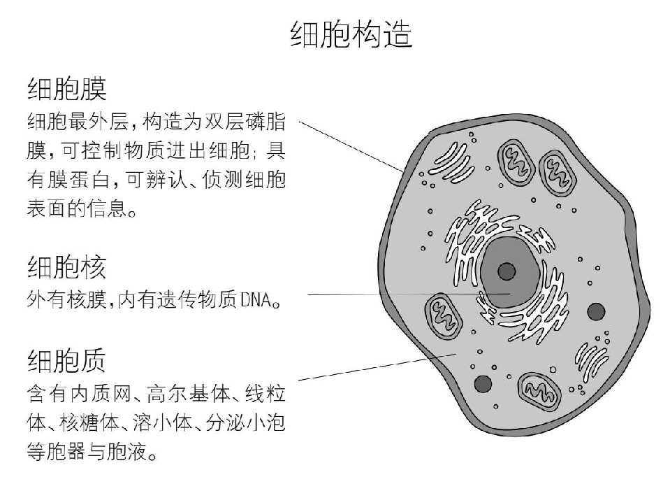 生物科普知识问答：什么是最小的多细胞生物？在单细胞生物演化成多细胞生物的过程中，是否有空档？