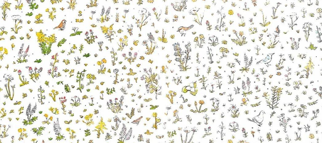 「儿童绘本故事精读」《路边花》——关乎美与发现美