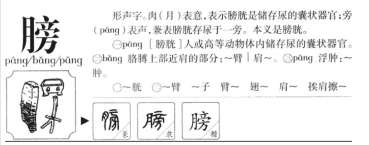 膀怎么读？膀的读音和意思