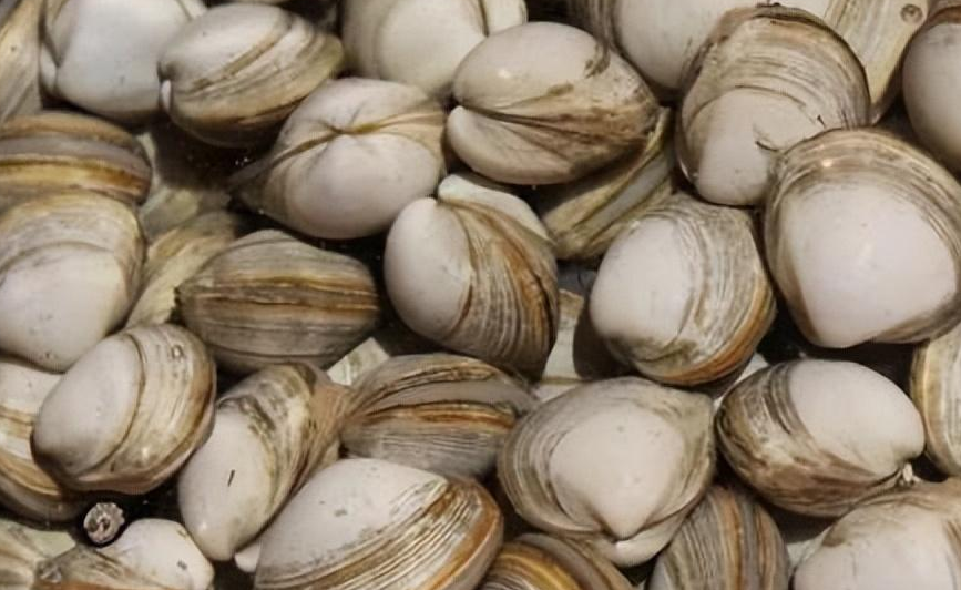 蚌怎么读？蚌的读音和意思