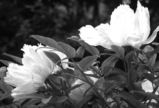 「中华对联故事」解缙改联服尚书