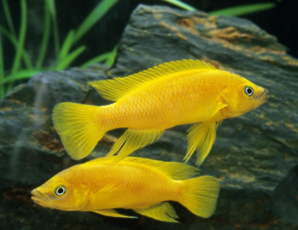 「动物百科」鱼为什么能在水中自由沉浮?(鱼儿沉浮的秘密)插图 「动物百科」鱼为什么能在水中自由沉浮?(鱼儿沉浮的秘密)