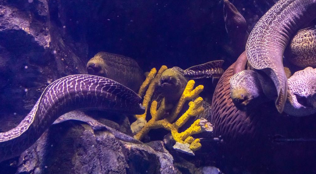 「动物百科」电鳗为什么会放电？（电鳗为什么电不到自己）