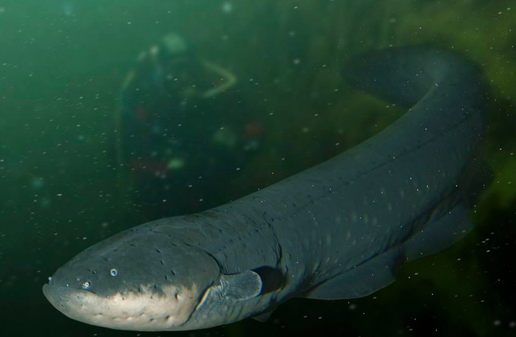 「动物百科」电鳗为什么会放电？（电鳗为什么电不到自己）