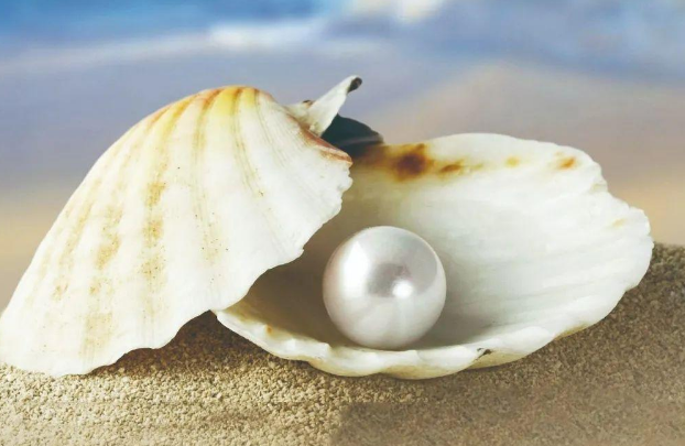 「动物百科」为什么蛤、蚌里会长出珍珠?(珍珠怎么形成的)插图 「动物百科」为什么蛤、蚌里会长出珍珠?(珍珠怎么形成的)