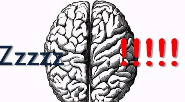 「动物百科」为什么海洋哺乳动物在睡着后不会被淹死？