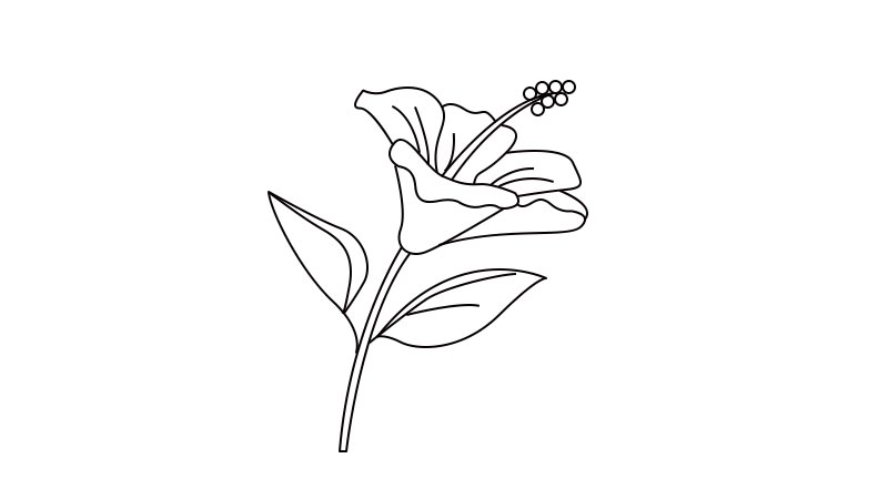 扶桑花简笔画怎么画  扶桑花简笔画画法简单又漂亮