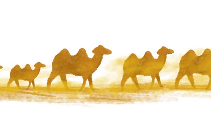 稻草压骆驼图片大全图片