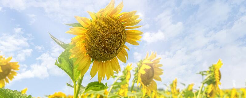 医师节送什么花 医师节送什么花比较好插图1 医师节送什么花 医师节送什么花比较好