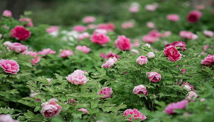 云破月来花弄影全诗 《天仙子·水调数声持酒听》翻译插图2 云破月来花弄影全诗 《天仙子·水调数声持酒听》翻译