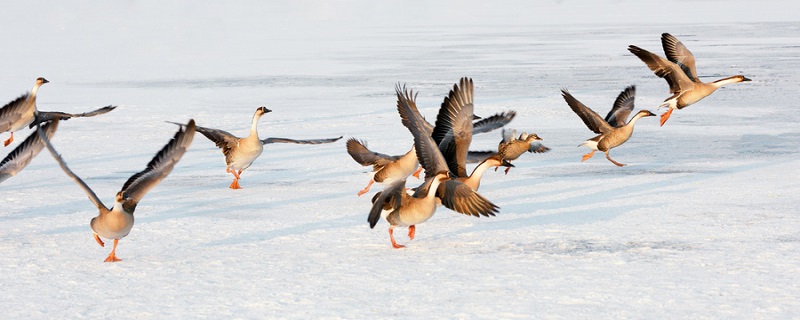 大雁归来的说明顺序 大雁归来的说明顺序是什么插图1 大雁归来的说明顺序 大雁归来的说明顺序是什么