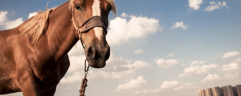 出塞曲二首张琰赏析 出塞曲原文插图1 出塞曲二首张琰赏析 出塞曲原文