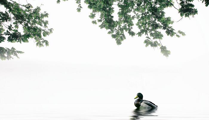 哪个唐代诗人诞生于运城 唐代诗人谁出生在运城插图2 哪个唐代诗人诞生于运城 唐代诗人谁出生在运城