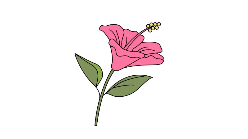 扶桑花简笔画怎么画  扶桑花简笔画画法简单又漂亮