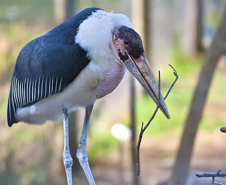 秃鹳怎么读?秃鹳的读音和意思插图 秃鹳怎么读?秃鹳的读音和意思