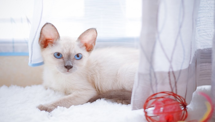 郑振铎猫主要内容 郑振铎猫主要内容概括插图2 郑振铎猫主要内容 郑振铎猫主要内容概括