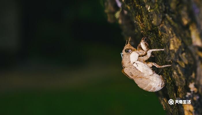 所见古诗的意思 所见古诗的翻译插图2 所见古诗的意思 所见古诗的翻译