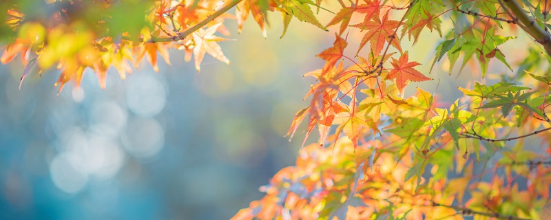 秋词前两句描写了古人的什么和诗人自己的什么 秋词最后两句表达了什么插图1 秋词前两句描写了古人的什么和诗人自己的什么 秋词最后两句表达了什么