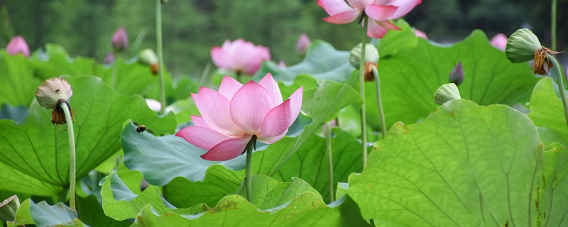 爱莲说是什么文体 《爱莲说》原文