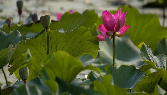 爱莲说是什么文体 《爱莲说》原文