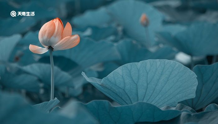 池上的意思 池上的意思翻译插图2 池上的意思 池上的意思翻译